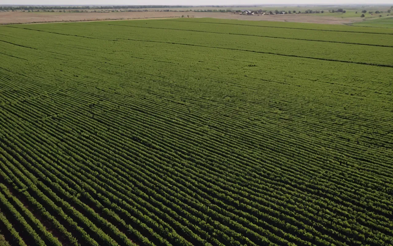 Aerial view of a vast modern agricultural field with irrigation systems showing the scale of early human food production efforts in neutral geographic context without any country specific features.